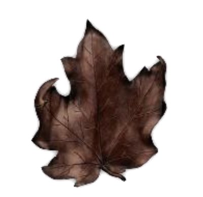 Maple Leaf*
